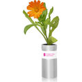 Recyclable Corked Pod & Seeds